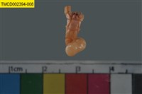 藏品(寄居蟹)的圖片